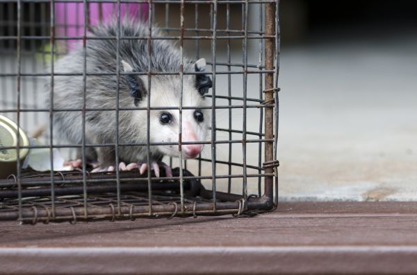 Duluth Wildlife Removal