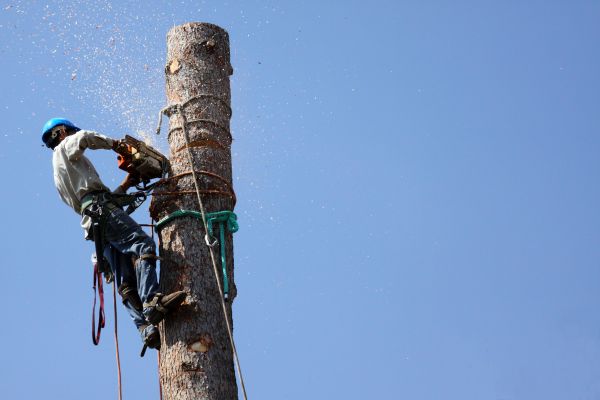 Duluth Tree Removal